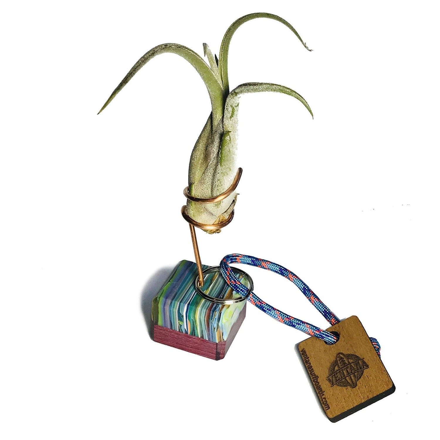 Plants - Ventana Air Wave Plants