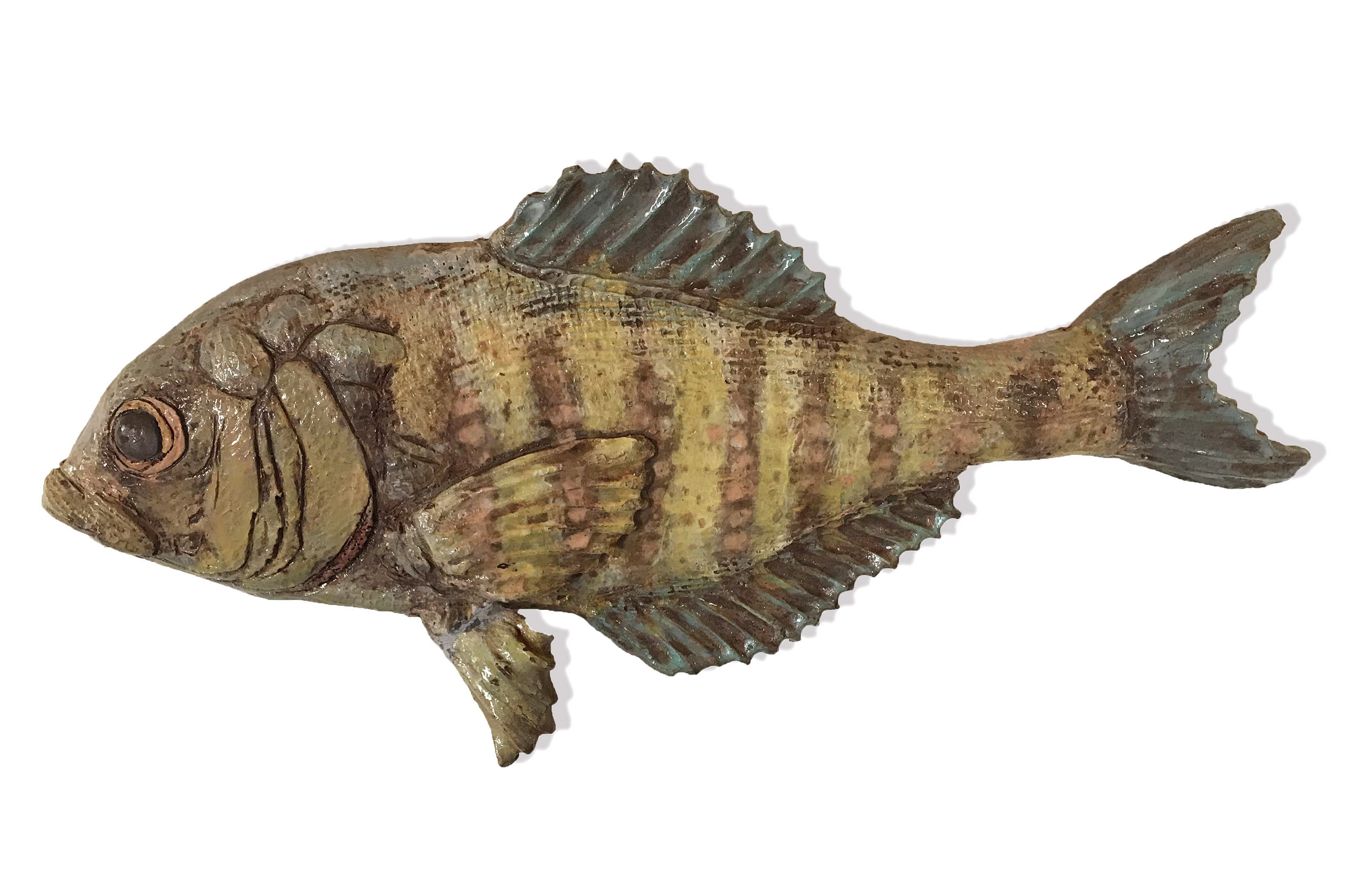 Surfboard - Barred Surfperch 5&