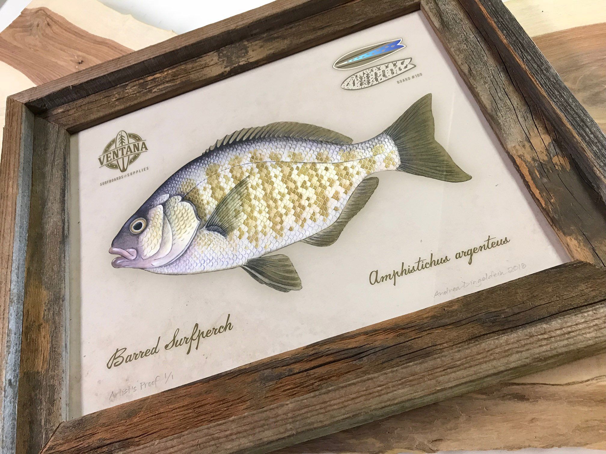 Surfboard - Barred Surfperch 5&